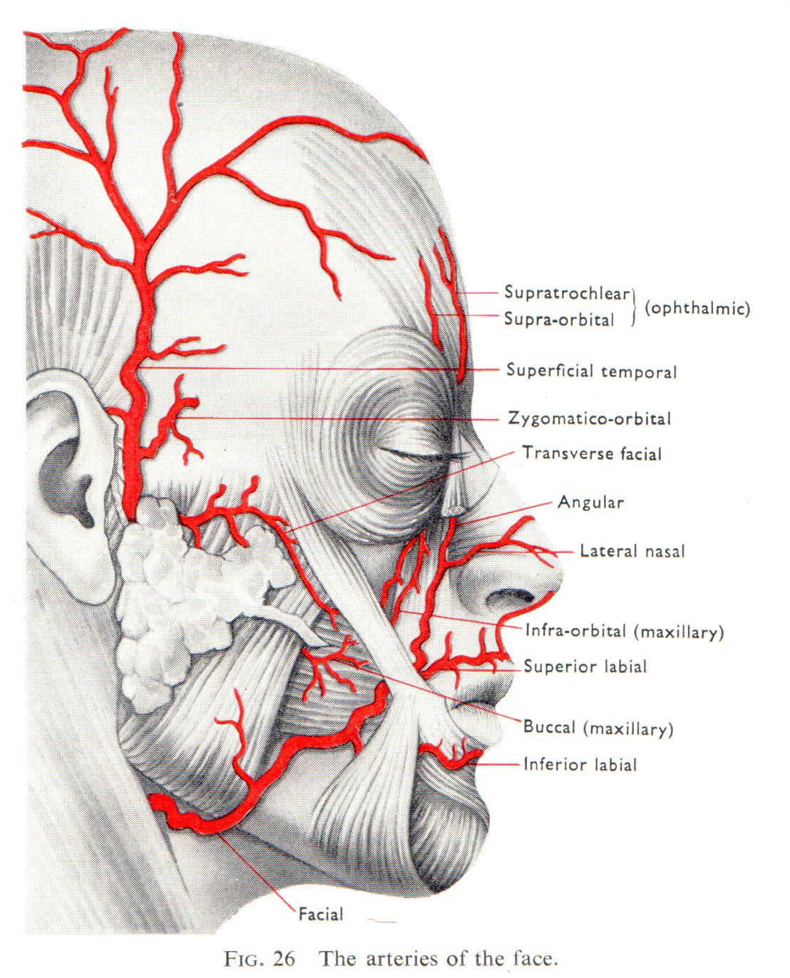 The locations of arteries of the face.